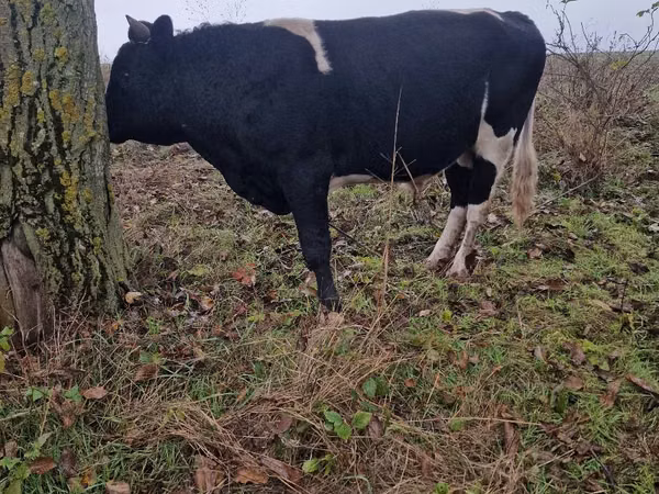 公牛, Cattle