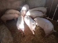 Säue, Schweine — Foto 2
