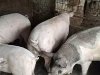Vier, Porci — foto 5