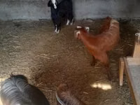 عنزة, Alpine goat — الصورة 1