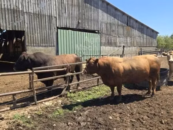 Buqa, Aberdin – Angus