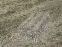 Vind tiucuri de lucerna si de paie pentru detalii sunați la nr 060140602 — foto 2