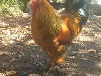 Chickens — الصورة 2