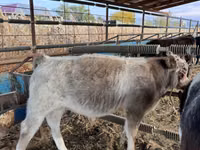 Bovine (lot, sex nespecificat), Belgian Blue — foto 4