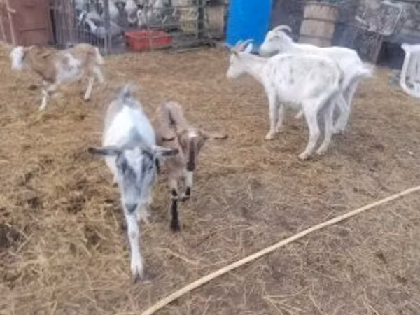 Horse (M), Horses