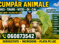 Toro, Ganado vacuno — foto 3