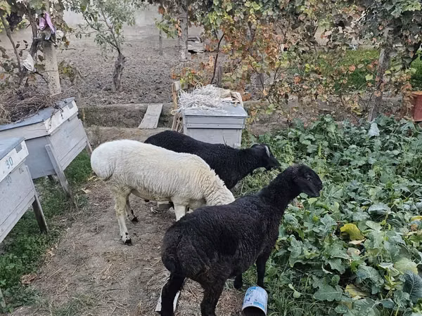 公羊, Sheep