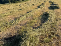 Lucerna — foto 2