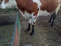 Kuh, Simmental cattle — Foto 1