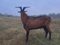 Ziegenbock, Ziegen — Foto 4