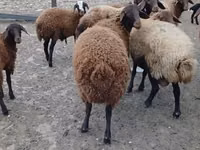 Widder, Karakul sheep — Foto 1