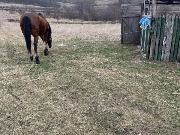 Cheval, Chevaux