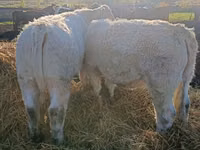 Cow, Charolais cattle — photo 4