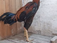 Chickens — الصورة 3
