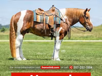 Hengst, Pinto horses — Foto 1