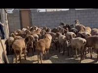 母羊, Sheep — 照片 3