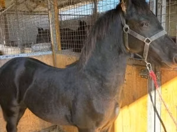 公马, Friesian