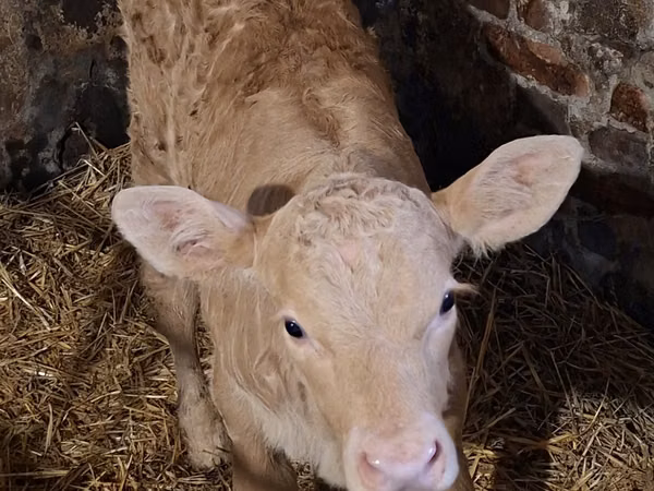 Vaca, Charolais cattle