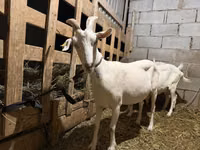 Capră, Saanen goat — foto 3