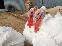 Turkeys — photo 4