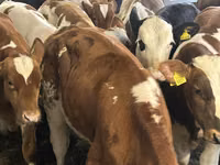 İribuynuzlu mal-qara (partiya, cinsi göstərilməyib), Simmental cattle — foto 5