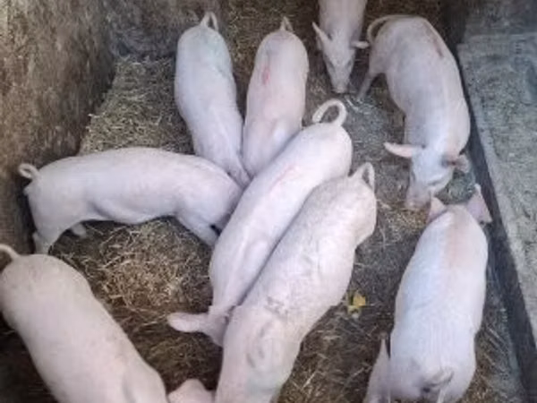 Porci (lot, sex nespecificat), Porci
