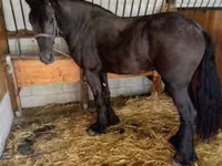Égua, Friesian — foto 3