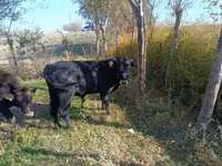 Bull, Aberdeen-Angus — photo 1