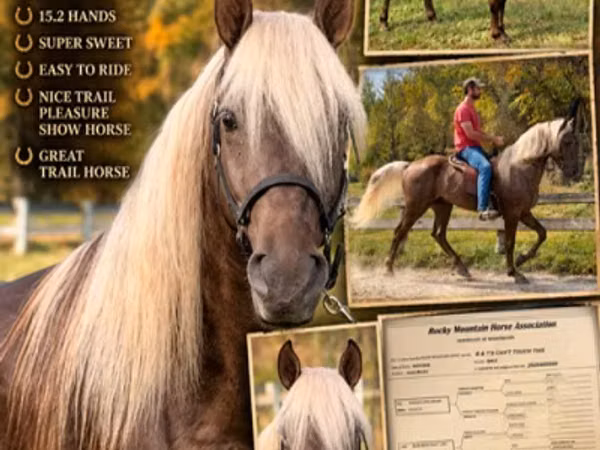 Aygʻir, Rocky Mountain Horse