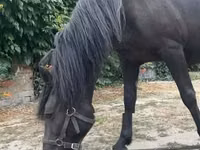 Jument, Hucul pony — photo 4