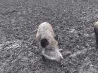 Scroafă, Porci — foto 3