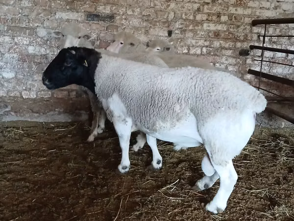 كبش, Dorper sheep