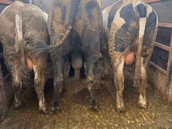 Vacă, Bovine