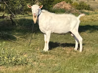 Țap, Saanen goat — foto 3