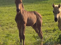Hengst, Rocky Mountain Horse — Foto 2