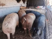 Porci (lot, sex nespecificat), Porci — foto 2
