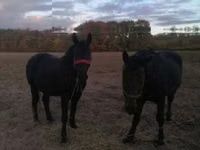 Iapă, Nonius horse — foto 2