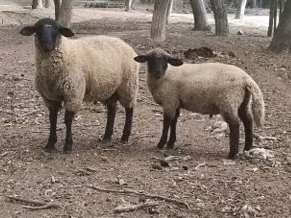 كبش, White Suffolk sheep