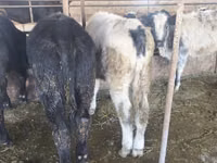 Bou, Belgian Blue — foto 4