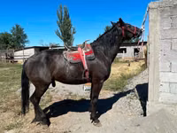 घोड़ा, Karabair horse — फ़ोटो 1