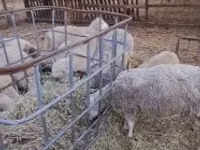 Ram, Cerry Hill sheep — photo 3
