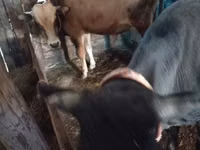 Bou, Bovine — foto 1