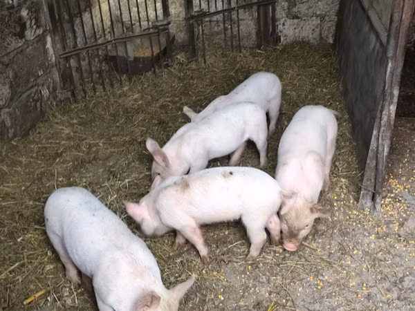 公猪, Pigs