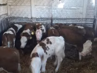 Bovine (lot, sex nespecificat), Simmental cattle — foto 6