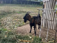 Țap, Alpine goat — foto 2