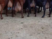 Capră, Murcia-Granada goats — foto 1