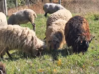 Berbec, Racka sheep — foto 3