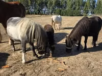 Jument, Chevaux — photo 3