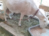 Capră, Saanen goat — foto 2