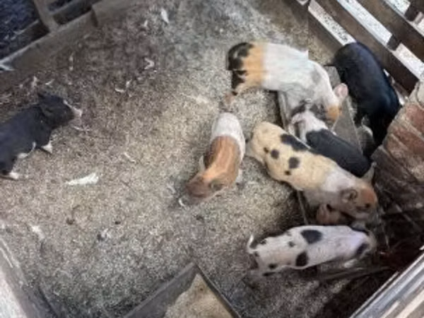 Scroafă, Porci